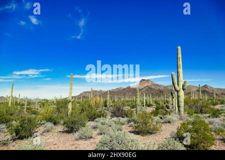 Paysage désertique avec des saguaros le long de l'Ajo Mountain Drive à Organ Pipe Cactus National Monument, dans le sud de l'Arizona, États-Unis Banque D'Images