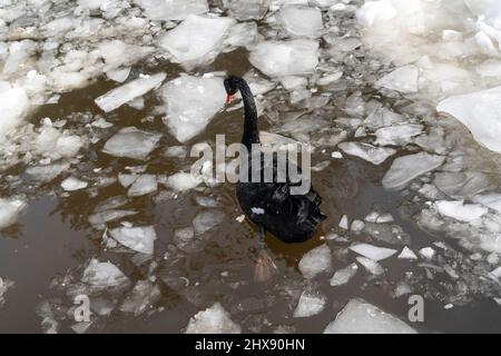 Vue arrière du cygne noir nageant dans la piscine en morceaux de glace. Banque D'Images
