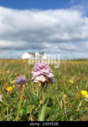 Heath Spotted Orchid, Dactylorhiza maculata, dans un habitat maritime riche en fleurs, Shetland, Écosse, Royaume-Uni Banque D'Images