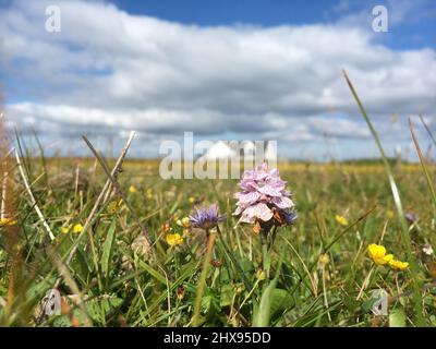 Heath Spotted Orchid, Dactylorhiza maculata, dans un habitat maritime riche en fleurs, Shetland, Écosse, Royaume-Uni Banque D'Images