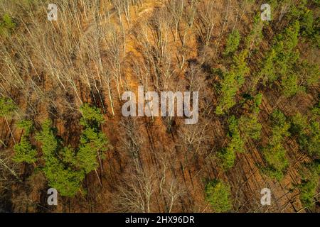 Arbres morts et un petit monument d'en haut Banque D'Images