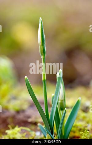 Snowdrop (galanthus nivalis), gros plan mettant en évidence une seule plante, encore dans le bourgeon, isolée d'un arrière-plan hors foyer. Banque D'Images