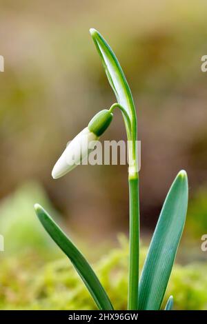 Snowdrop (galanthus nivalis), gros plan mettant en évidence une seule plante, encore dans le bourgeon mais presque prêt à fleurir, isolée d'un arrière-plan hors foyer. Banque D'Images