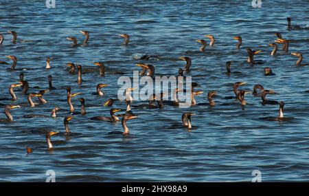 Un troupeau de cormorans à double crête se nourrissant en automne Banque D'Images