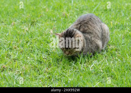Le chat tabby se courbait et dormait avec ses yeux fermés sur une pelouse en herbe verte Banque D'Images