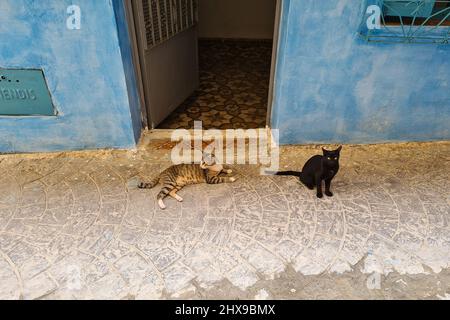 Chat européen commun et chat noir à l'entrée d'une maison MDiq. Tétouan. Maroc. Banque D'Images