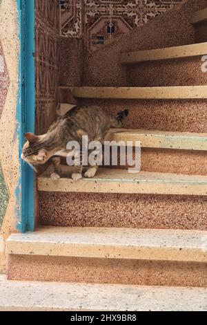 Chat européen commun à l'entrée d'une maison MDiq. Tétouan. Maroc. Banque D'Images