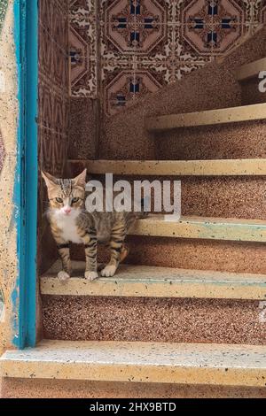 Chat européen commun à l'entrée d'une maison MDiq. Tétouan. Maroc. Banque D'Images