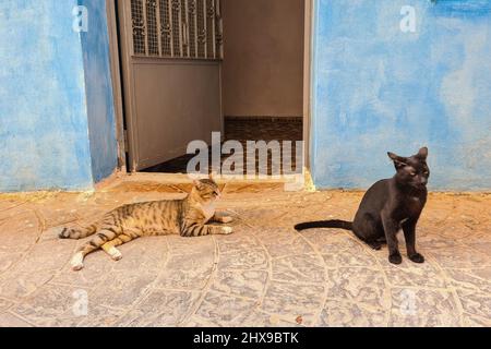 Chat européen commun et chat noir à l'entrée d'une maison MDiq. Tétouan. Maroc. Banque D'Images