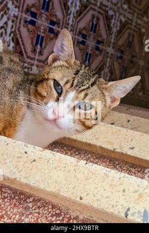 Chat européen commun à l'entrée d'une maison MDiq. Tétouan. Maroc. Banque D'Images