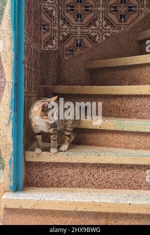 Chat européen commun à l'entrée d'une maison MDiq. Tétouan. Maroc. Banque D'Images
