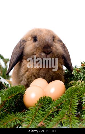 Lapin à l'éperon assis dans des branches de sapin près de trois oeufs Banque D'Images
