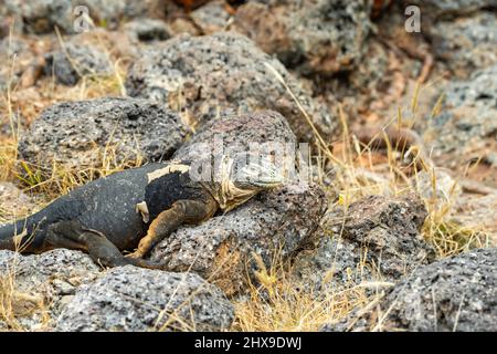 Photographie d'un iguana terrestre (Conolophus subcristatus) sur Isla Seymour Norte, Îles Gal‡pagos, Équateur. Banque D'Images