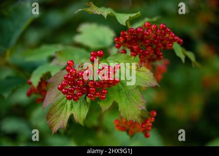 Gros plan d'une rose „Guelder“ (Viburnum opulus, les noms communs incluent l'aîné d'eau, l'écorce de camp, l'arbre de boule de neige) branche avec des fruits mûrs rouges Banque D'Images