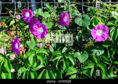 De nombreuses fleurs roses vives et délicates de la gloire du matin plantent dans un jardin dans un jardin ensoleillé d'été, fond floral extérieur photographié avec une mise au point douce Banque D'Images