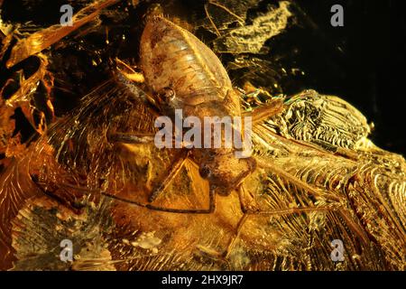 la vraie insecte (heteroptera miridae) emprisonné dans l'ambre baltique Banque D'Images