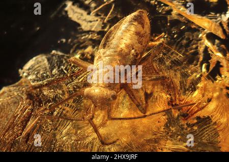 la vraie insecte (heteroptera miridae) emprisonné dans l'ambre baltique Banque D'Images
