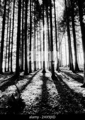 Forêt noire et blanche de moody foncé dans les Carpathian Mountains Banque D'Images