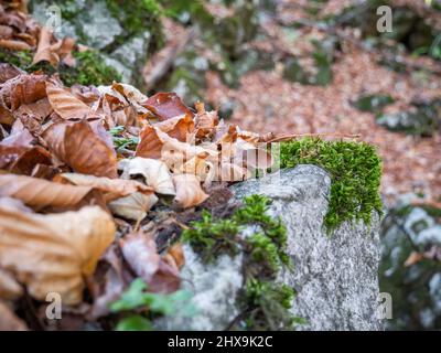 Paysage forestier d'automne avec des feuilles séchées sur une roche recouverte de mousse verte. Banque D'Images