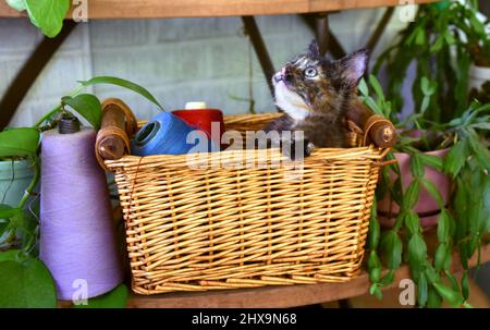 Petit chaton joue dans un panier de fil vintage, toujours sur des bobines. Le panier se trouve sur des étagères en bois. Banque D'Images