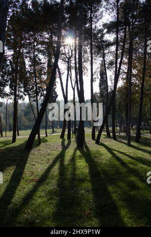 Belle matinée dans la forêt verte. Personne. Lumière vive du matin. Lumière du soleil. Banque D'Images