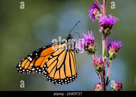 Un monarque papillon se nourrit du nectar d'une plante d'étoile flamboyante en fin d'après-midi. Banque D'Images