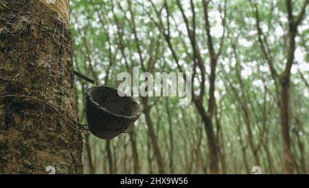 Petit bol en bois fixé au tronc d'arbre en caoutchouc pour recueillir le lait de latex de manière traditionnelle à la plantation de très près.Agriculture de plantation d'arbres de Banque D'Images