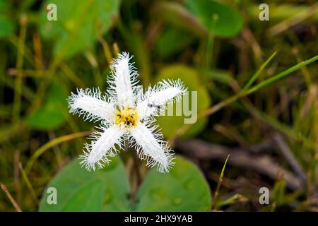 Fleur flocon de neige à l'eau (Nymphoides indica) Banque D'Images