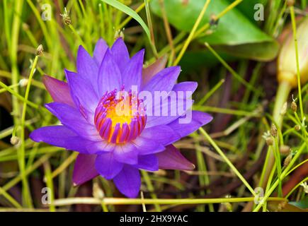 Fleur bleue sacrée de nénuphars (Nymphaea caerulea) sur le lac Banque D'Images