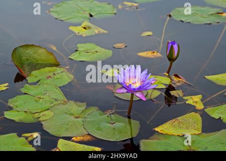 Fleurs de nénuphars (Nymphaea caerulea) sacrées sur le lac Banque D'Images