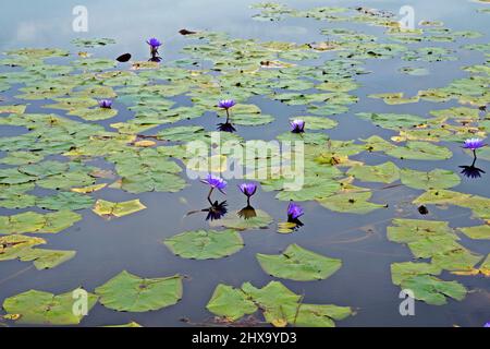 Lac aux fleurs de nénuphars bleu sacrées (Nymphaea caerulea) Banque D'Images