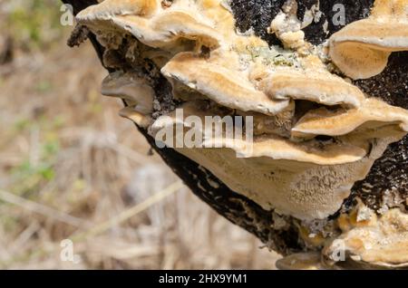 Gros plan de Ganoderma Applanatum Cluster Banque D'Images