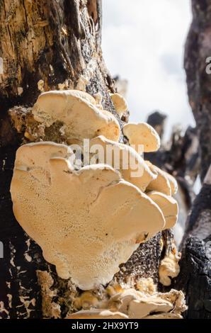 Sous le champignon Ganoderma Banque D'Images