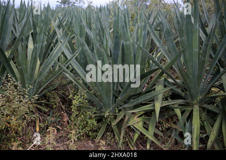 Araci, bahia, brésil - 9 mars 2022: Plante de sisal - agavaceae - où les fibres sont extraites pour la production de cordes dans la ville d'Araci, semi-aride Banque D'Images