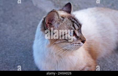 Chat domestique avec les yeux bleus Banque D'Images