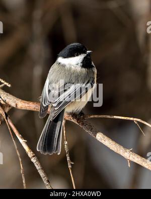 Chickadee perché sur une branche profitant de son habitat et de son environnement environnant, montrant le plumage de plumes, le corps, la tête, les yeux, baiser. Banque D'Images