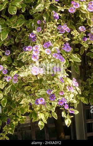 Solanum rantonneti Variegata Un grand arbuste à feuillage vert pâle et crème fleurs bleu à violet gel tendre semi-décidue vert permanent vivace Banque D'Images