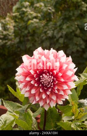 Gros plan de Dahlia Holland Festival une orange et blanc géant décoration ou dîner assiette floraison dahlia et est un gel tendre décidue vivace Banque D'Images