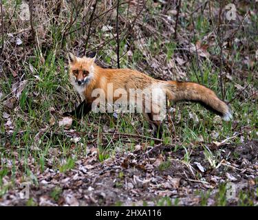 Profil en gros plan du renard roux vue latérale regardant l'appareil photo avec un arrière-plan de feuillage flou dans son environnement et son habitat. Fox image. Image. Portrait. Banque D'Images