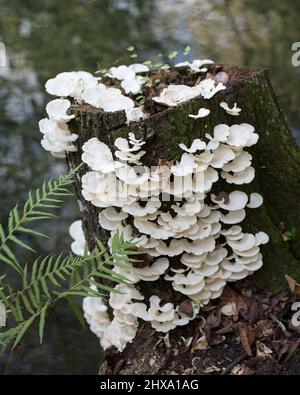 Les champignons se brandisent sur un bois mort avec un arrière-plan de feuillage flou et un insecte dans son environnement et son habitat environnant. Portrait de champignon blanc. Banque D'Images