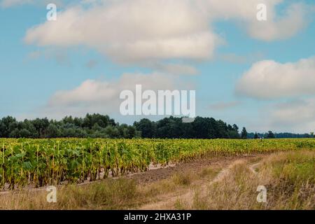 Route rurale sale avec de l'herbe près du bord d'un champ de maïs vert à la fin de l'été Banque D'Images