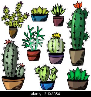 Cactus et succulents ensemble isolé sur fond blanc. Plantes dessinées à la main dans des pots de fleurs. Echeveria coloré, rosula, aloe vera. Design pour livre, magazine, web, carte. Illustration vectorielle Illustration de Vecteur