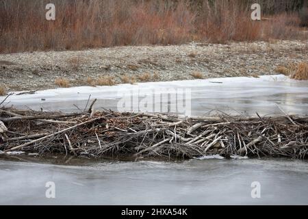 Barrage Beaver en hiver, traversant le ruisseau gelé Banque D'Images