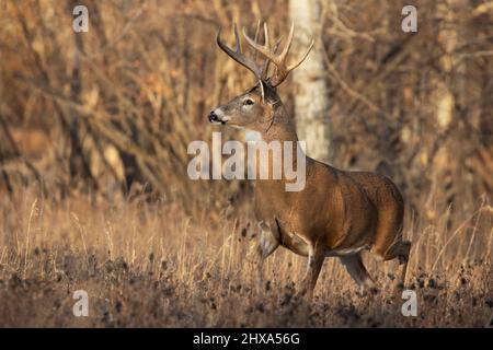 Buck de cerf de Virginie traversant la forêt à la recherche de femelles pendant la rut. Odocoileus virginianus Banque D'Images