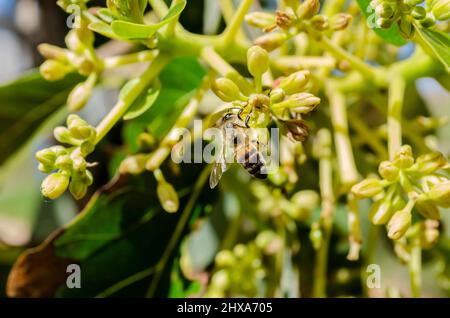 Abeille sur Blossom Banque D'Images