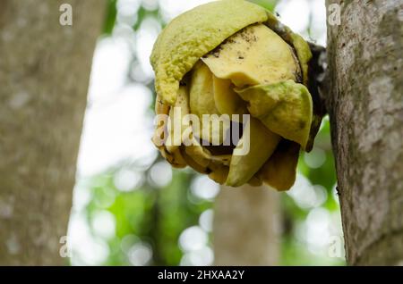 Ouvrez soursop Blossom Banque D'Images