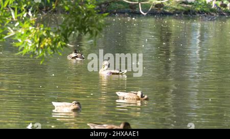 Canards sur l'eau dans l'étang du parc de la ville. Les canards nagent dans un étang dans un parc de la ville. Les canards nagent dans un parc de la ville Banque D'Images