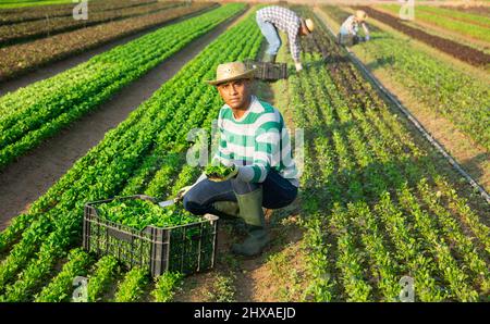 Ouvrier hispanique cueillant de la salade de maïs vert sur le terrain agricole Banque D'Images