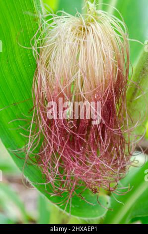 Gros plan de Corn Silk Banque D'Images