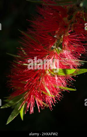 Les Callistemons sont surtout indigènes de l'Australie occidentale, mais sont des plantes de jardin très populaires partout. Il s'agit d'une brosse pour bouteille (Callistemon viminalis). Banque D'Images